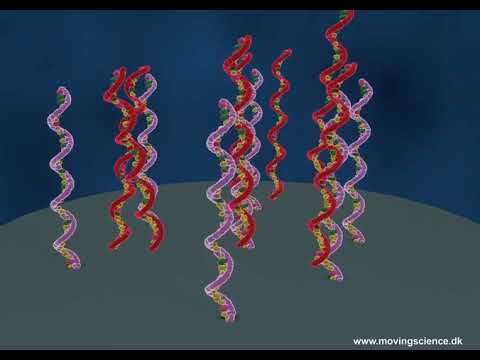 DNA microarray forklaret (dansk tale)