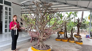 PHÔI MAI VÀNG, MAI TỨ QUÝ (#0367863991 PHỤNG) ngày O4/5/2O24 MAI TÀN-  @bonsai Can Tho