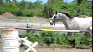 Izzy Bouncing a 1 stride jump
