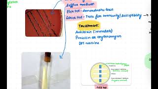 Corynebacterium diphtheriae- Elek test, Schick test, EF-2 | USMLE Microbiology Review