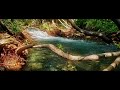 River roots  weaving flows official music 4k