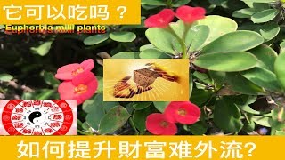 麒麟花 什么人最适合种 Feng Shui Of Euphorbia Milii Plants Youtube