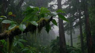 Pluie douce sur les feuilles de forêt pour un sommeil profond | Sons relaxants de pluie screenshot 3