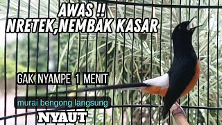 murai batu FIGHTER NRETEK,NEMBAK KASAR !! ampuh buat MENDONGKRAK EMOSI murai PASTOL langsung NYAUT