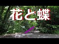 「花と蝶」歌詞. 歌:森進一. 作詞:川内康範. 作曲:彩木雅夫. 花が女か 男が蝶か蝶のくちづけ うけながら花が散るとき 蝶が死ぬそんな恋する 女になりたい.........