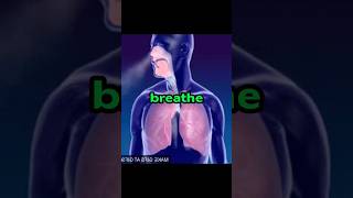Here's How To Actually Breathe. #facts #funny #breathing #air #shorts #explore