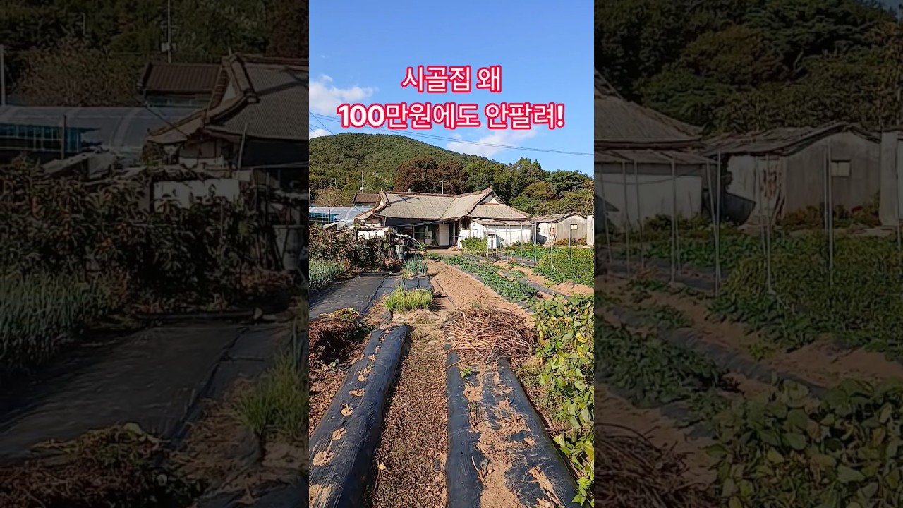 시골집 왜 100만원에도 안팔려! 재미있는 shorts 옛날집 여행 부동산 부자집 빈집 멋진산 오지마을 전원주택