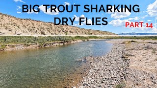 Shark Week in Wyoming - The dry fly bite was on FIRE! p14