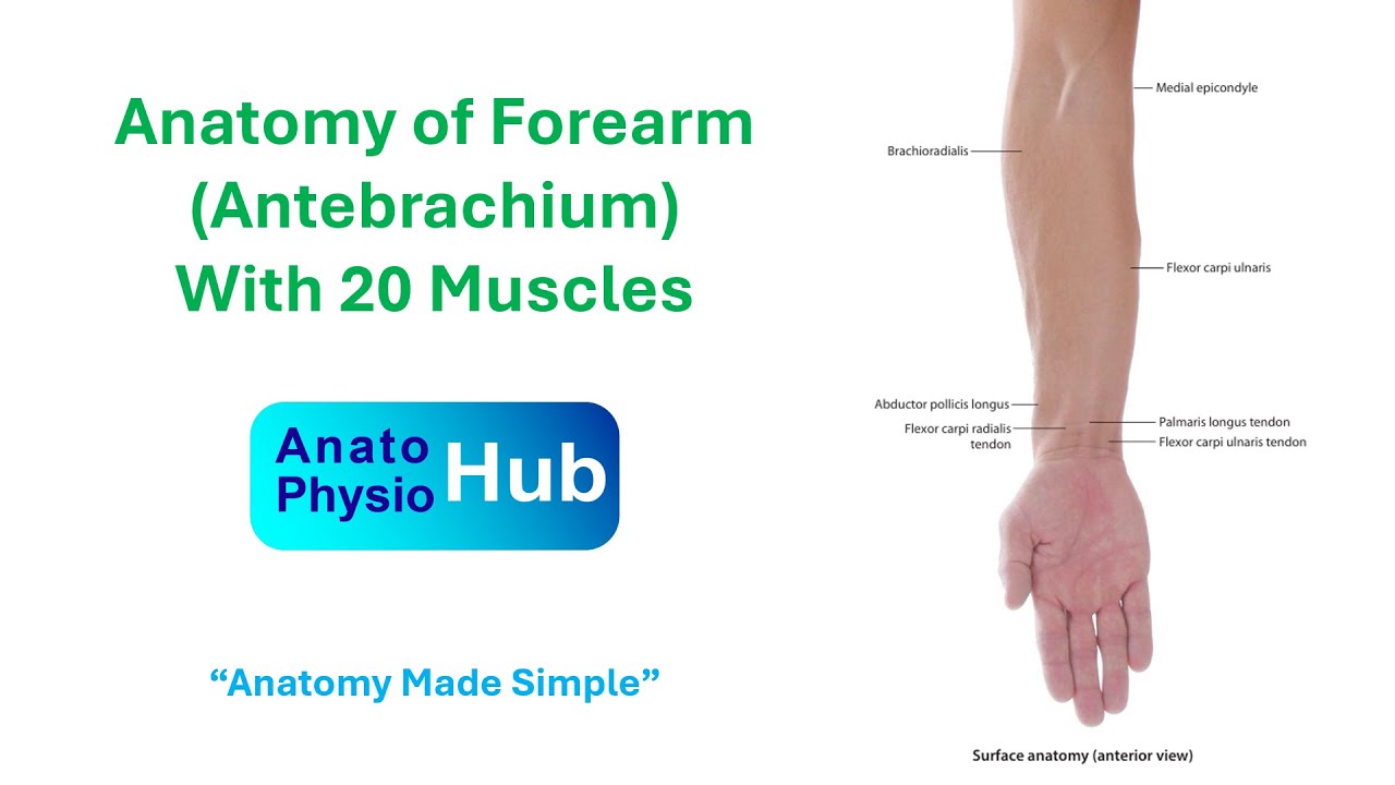 Anatomy of Forearm Region | Muscles, Nerves, Blood Supply & Clinical Anatomy