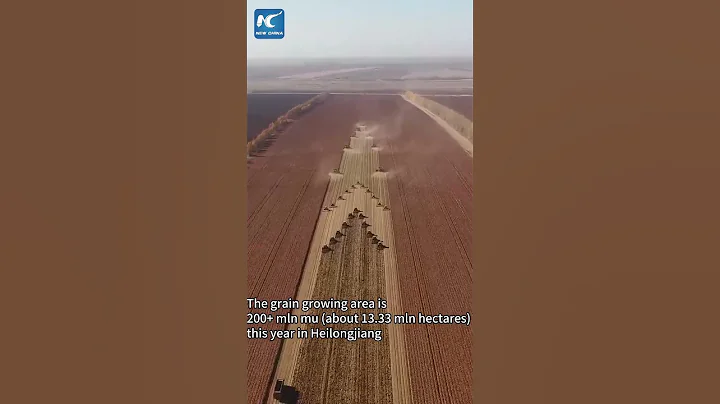 Busy autumn harvest season in NE China's Heilongjiang - DayDayNews