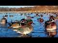 5000 ducks swarm flooded corn field green head blue wing green wing wood duck wigeon pintail