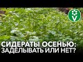 ЧТО ДЕЛАТЬ С СИДЕРАТАМИ ОСЕНЬЮ: закапывать или нет?