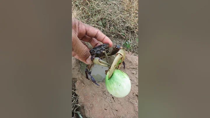 Survival Skills: SIMPLE but USEFUL with CRAB 🦀 in hole #outdoors #survival #simple