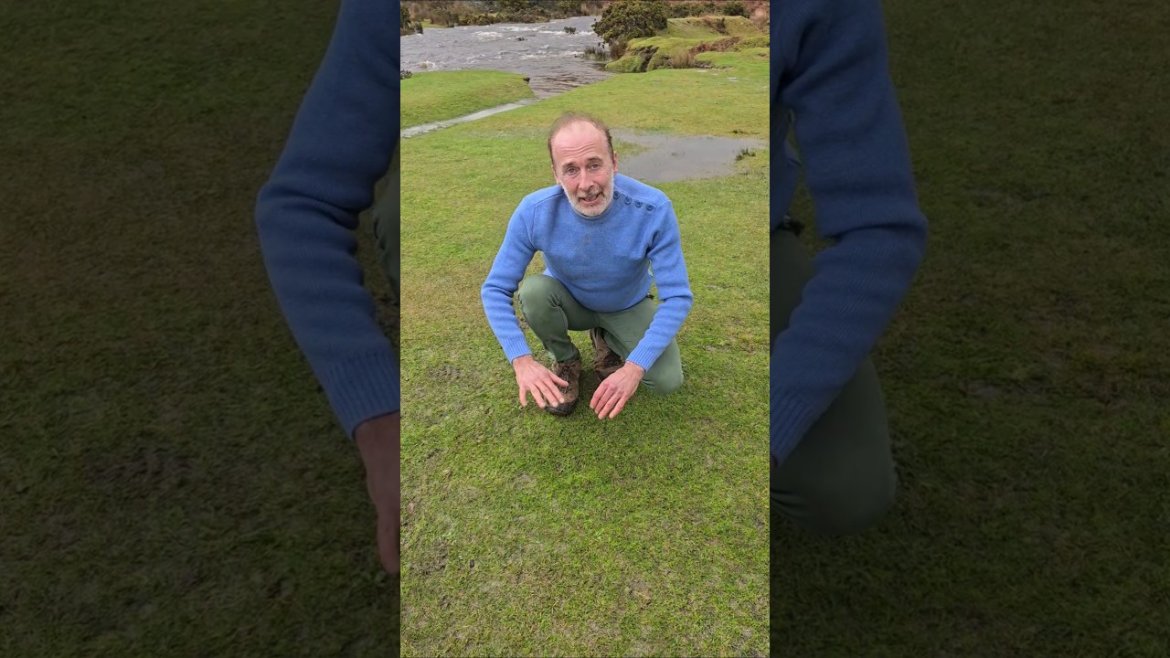 Римская ромашка зимой (chamaemelum nobile) 