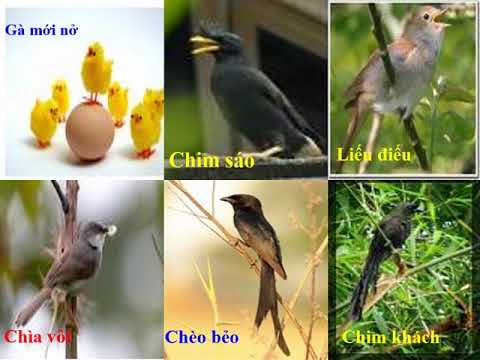 Tập đọc 2 - Bài: Vè chim