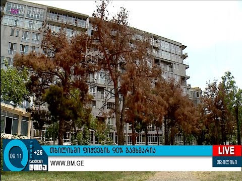 თბილისში ფიჭვების 90% გამხმარია