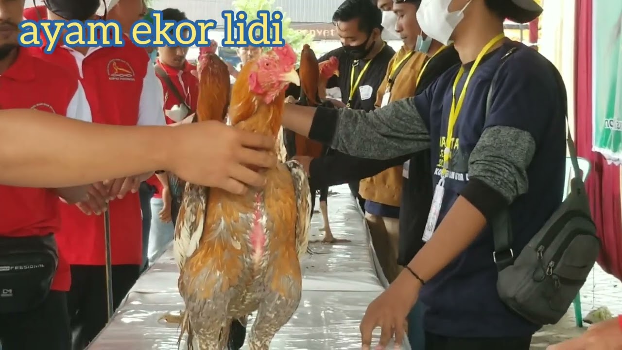 KONTES AYAM EKOR LIDI MAGETAN