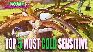 TOP 5 MOST COLD SENSITIVE DRAGON FRUIT / SOUTHERN CALIFORNIA ZONE 9B