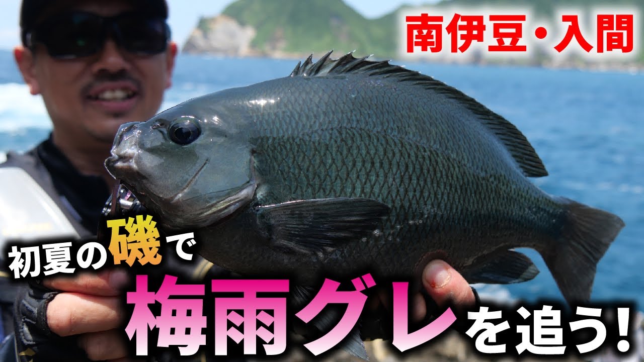 磯釣り】強い魚も続々登場！？初夏の磯で梅雨グレを追う！in南伊豆