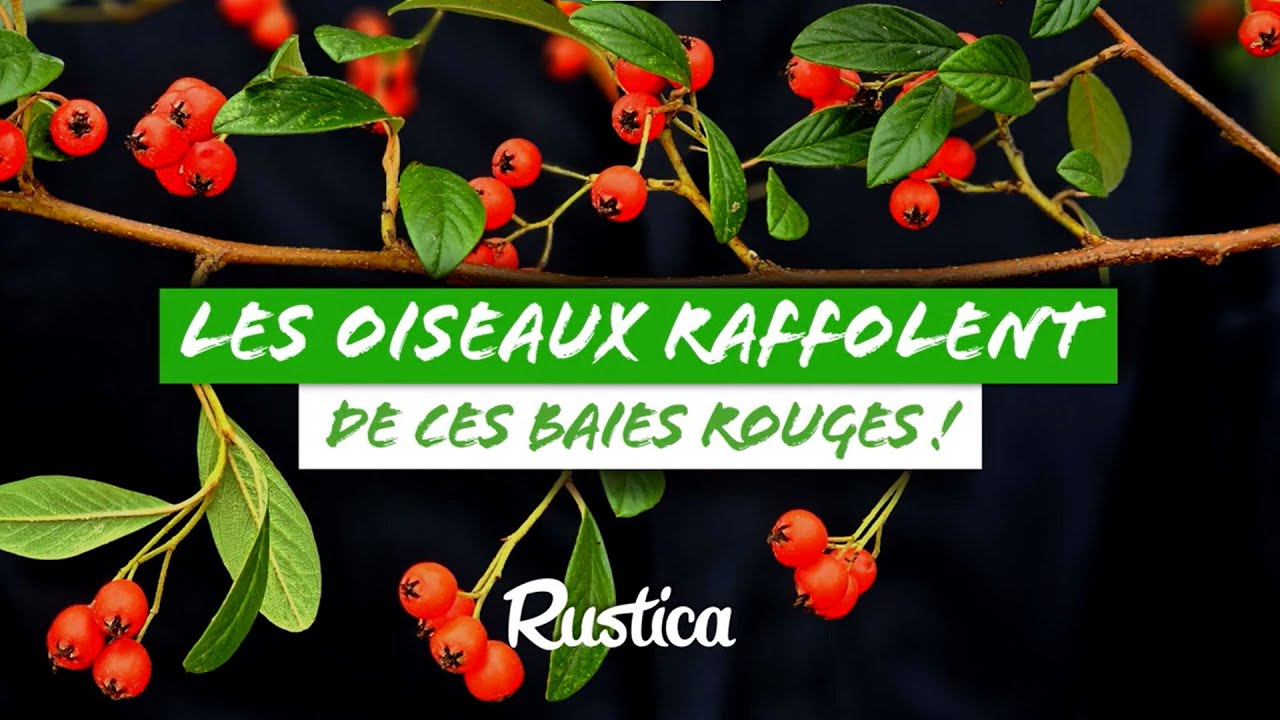 En hiver, les oiseaux raffolent de ses baies rouges ! 🐦 - YouTube