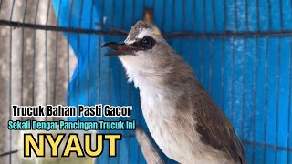Download Lagu kicau trucukan gacor PANJANG FULL EMOSI,, PANCINGAN TRUCUKAN AGAR BUNYI jadikan BURUNG TRUCUK GACOR MP3 Download Lagu kicau trucukan gacor PANJANG FULL EMOSI,, PANCINGAN TRUCUKAN AGAR BUNYI jadikan BURUNG TRUCUK GACOR MP3