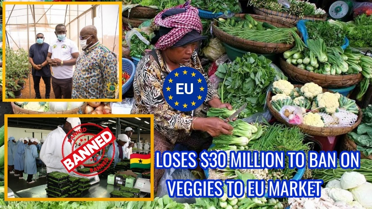 Why The European Market BAN Vegetables From Ghana But Now Leading in
