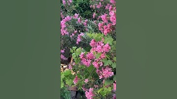 تلاوة عطرة لايات من سورة ال عمران😌🌺#قران_كريم