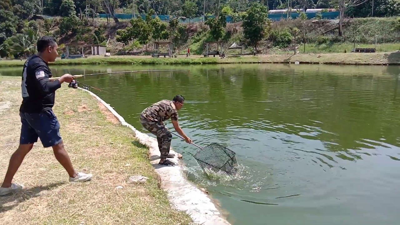ikan patin kolam ayen rawang prt1