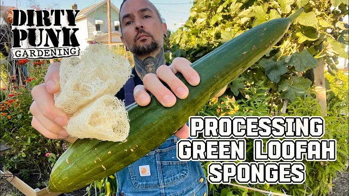 How I process my green loofa for sponges.