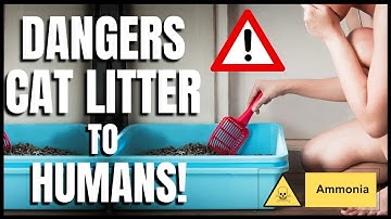 The Dangers of Cat Litter to Humans