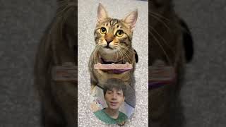 5 สายพันธุ์แมวที่คนเลี้ยงมากที่สุดในโลก😸 #cat #pets