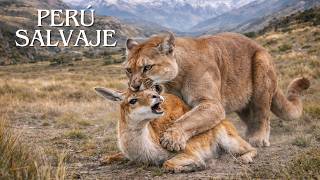 PERÚ SALVAJE | Los Depredadores Feroces de los Andes a la Amazonía | Documental Animal