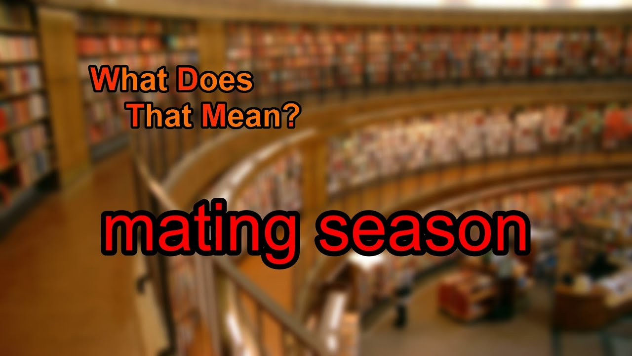 What Does Mating Season Mean YouTube