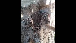 Babi Hutan Yang Manja Yg Aku Pelihara Dan Gemuk Beda Sama Punya Tetangga Ku