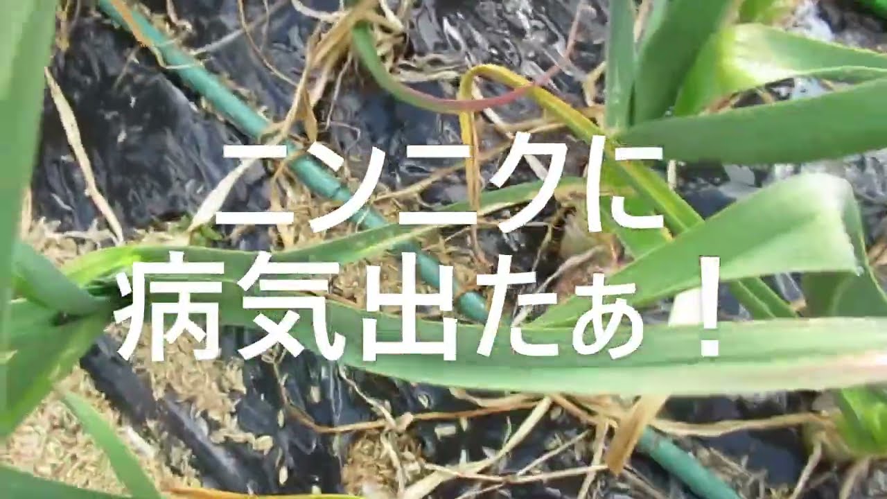 ニンニクに病気出た Youtube