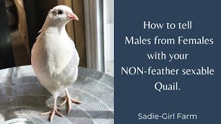 How to tell male from female quail.  Vent sexing.