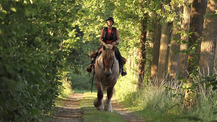 A beautiful trip along the Dijle to the Hanswijckhoeve in Muizen on the back of a draft horse
