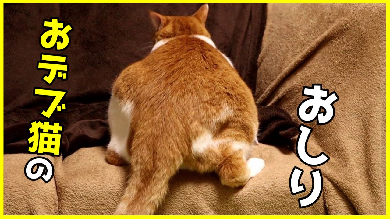 おデブ猫のおしりがカワイイからみてほしい Youtube