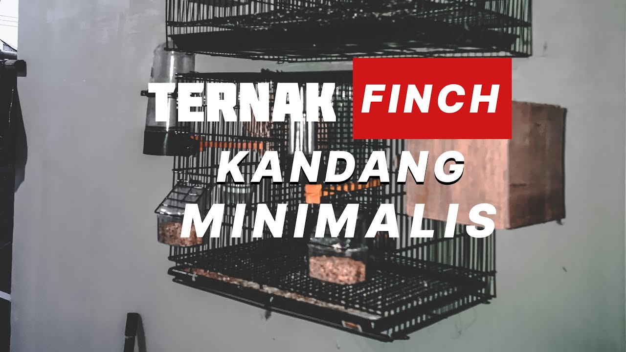 CARA TERNAK BURUNG ZEBRA FINCH KANDANG MINIMALIS? BISA DONGG!! 