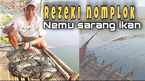 Mancing ikan nila Baru lempar langsung di sambar ikan//penen strike//spot nagrog  waduk JATILUHUR