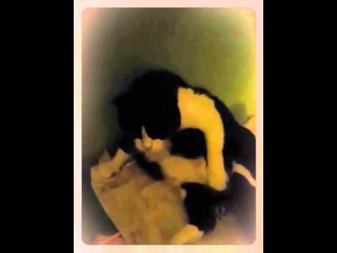 video phone beyonce mp3 Love Your Pets Too Northwest