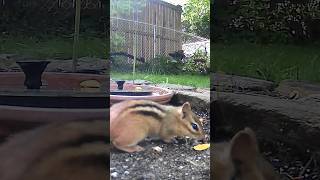 Chipmunk business 🐿️