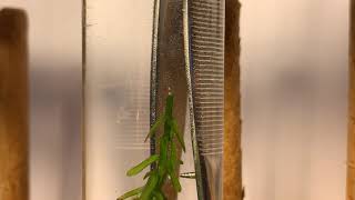 Elodea- Photosynthesis Lab