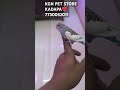 cycling of budgies #YouTube shorts#