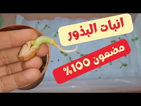 افضل واسهل طريقة انبات البذور بأسرع وقت بذور سريعة النمو