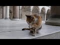 Животные в Турции/ Red cat in the Sulaymaniyah mosque