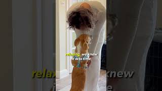 Golden Retriever Meets Terrified Rescue for the First Time