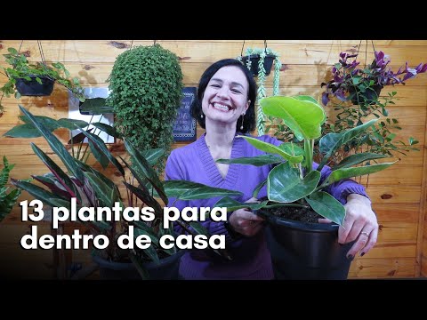 Vídeo: Passos para trazer plantas para dentro de casa para o inverno