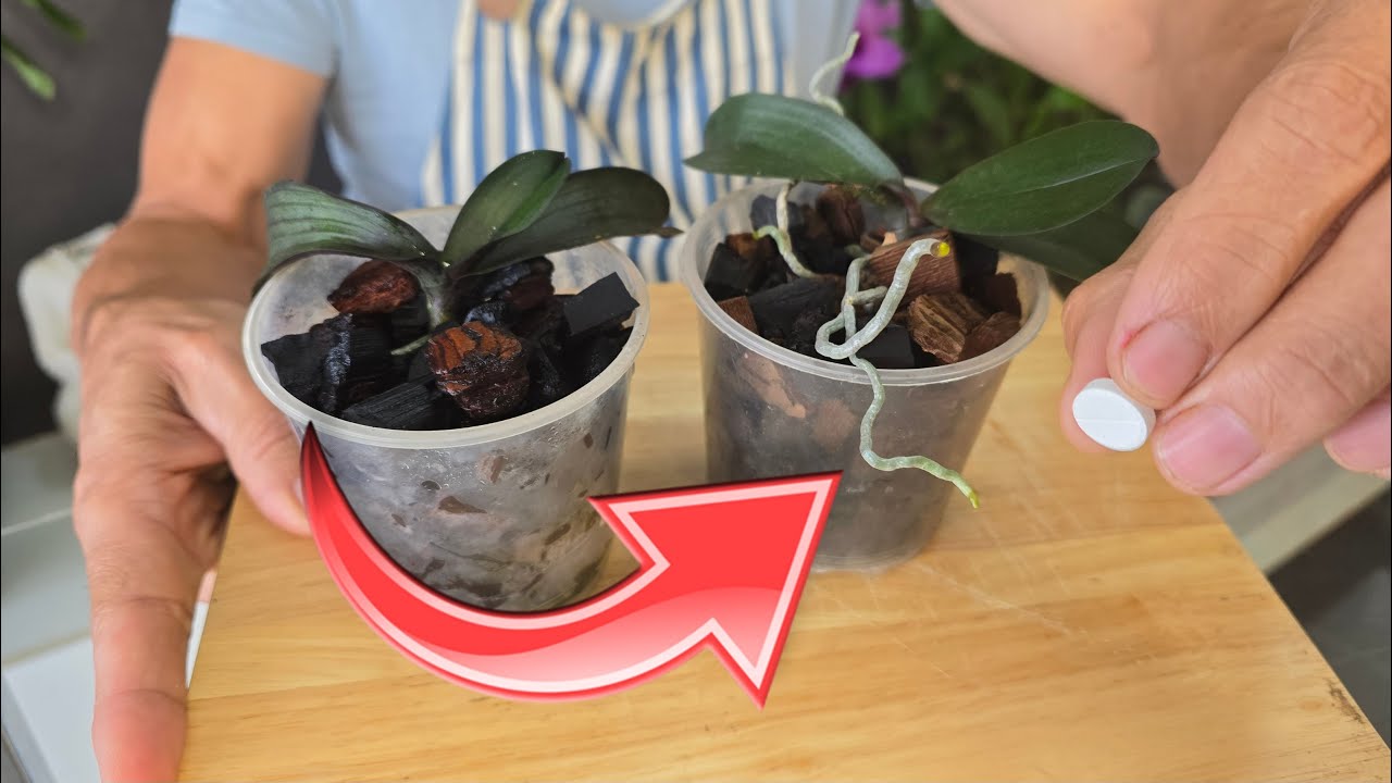 Секрет роста корней №1, который вам нужно знать сегодня