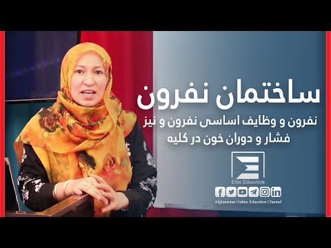 ساختمان نفرون و وظایف اساسی نفرون
